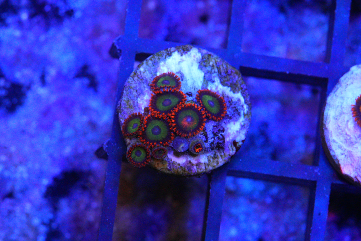 FRUIT LOOPS