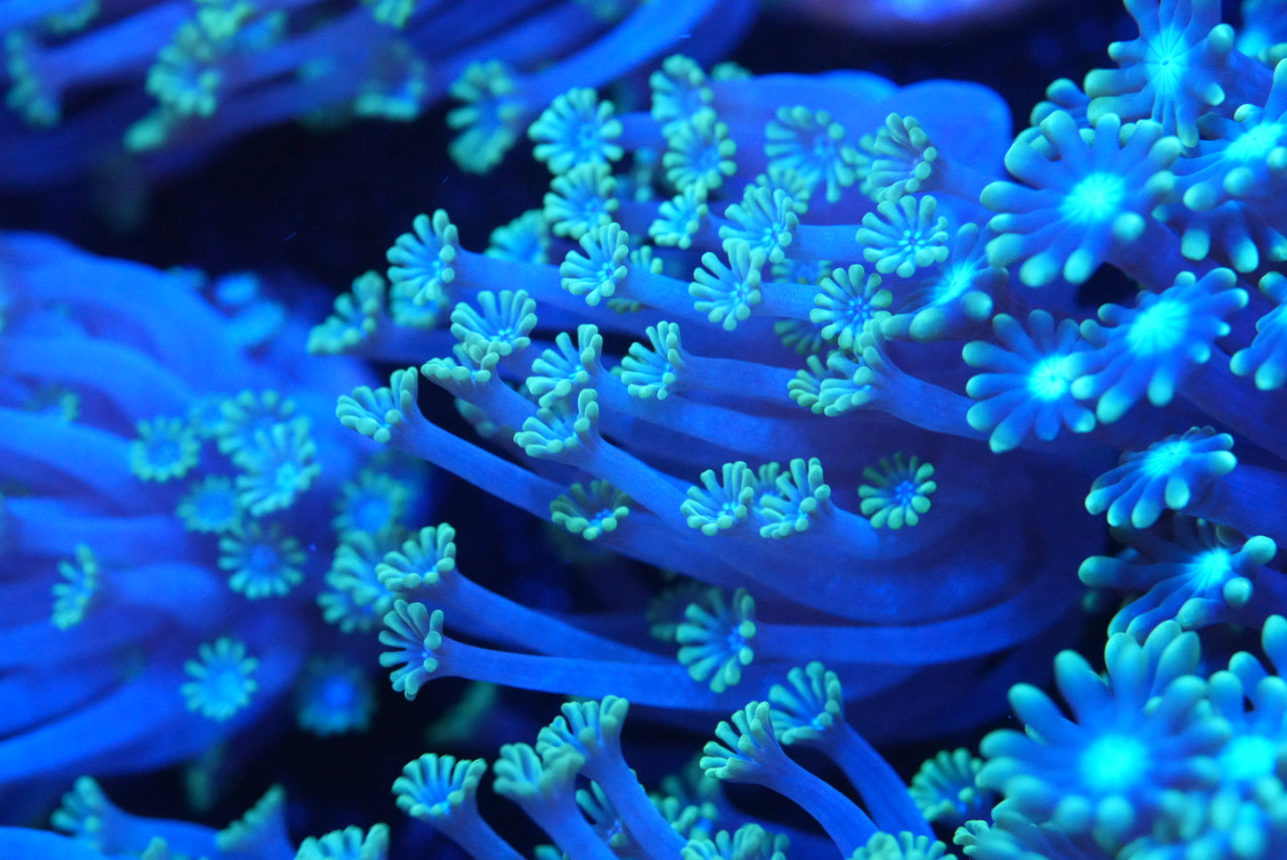 Ultra blue Alveopora