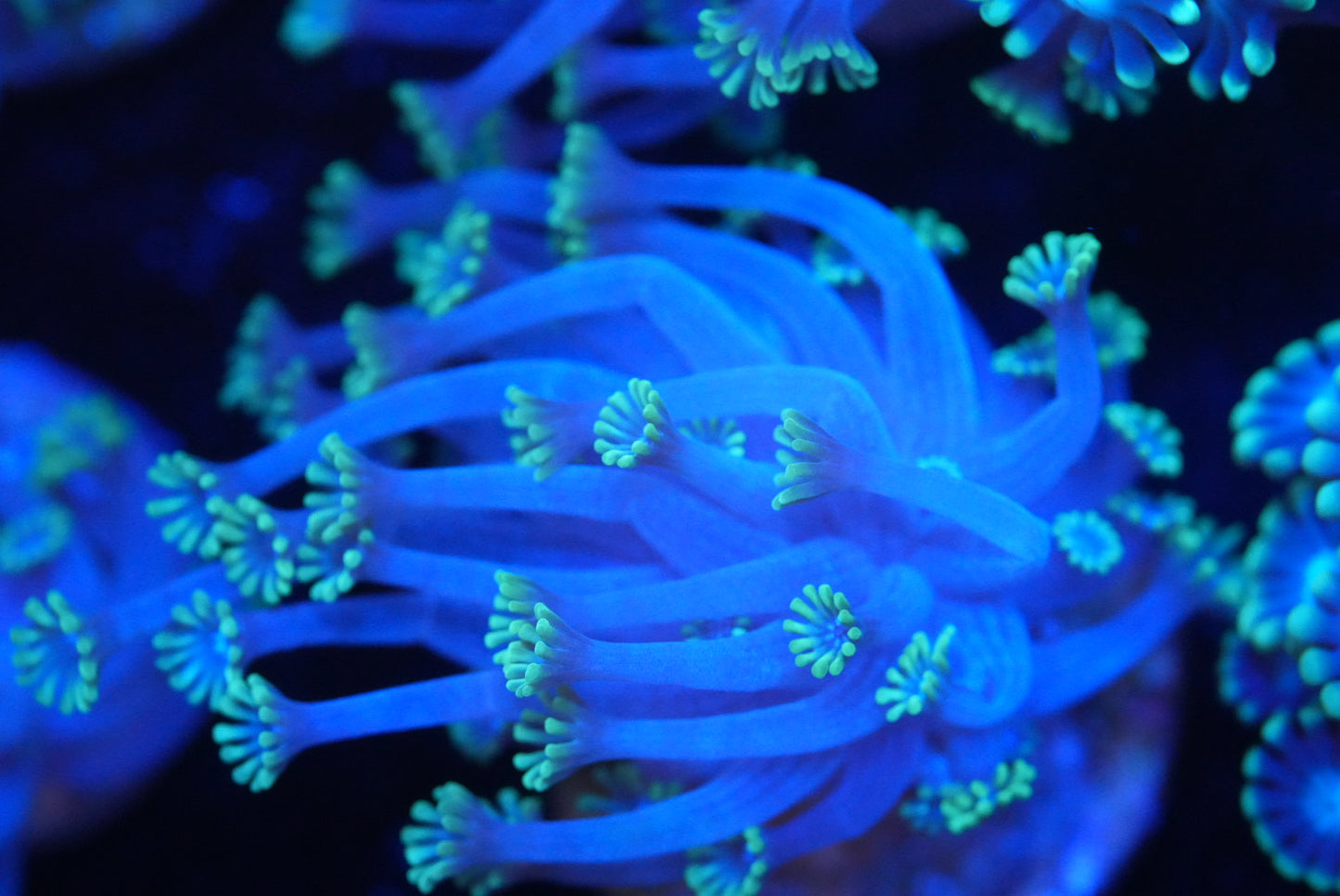 Ultra blue Alveopora