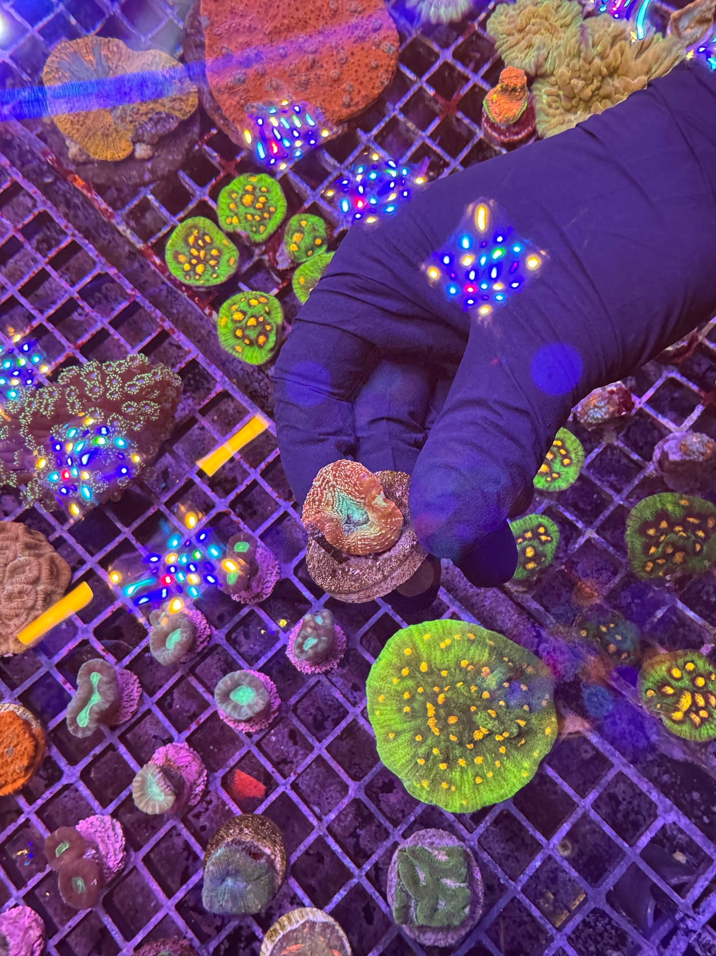 Rainbow acan