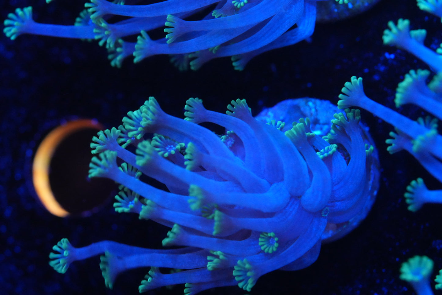 Ultra blue Alveopora