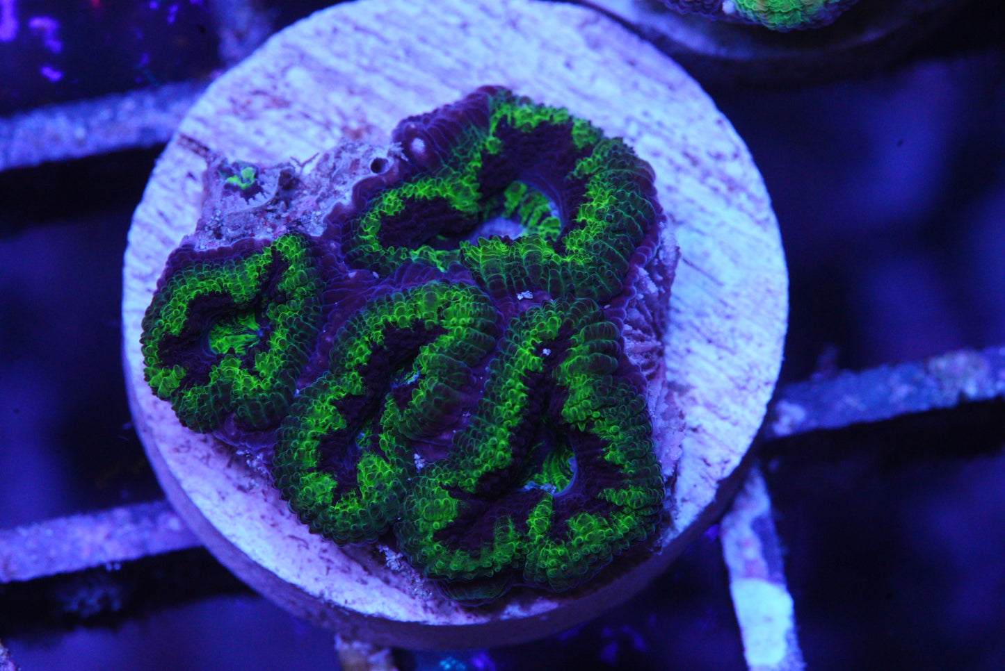 rainbow acan