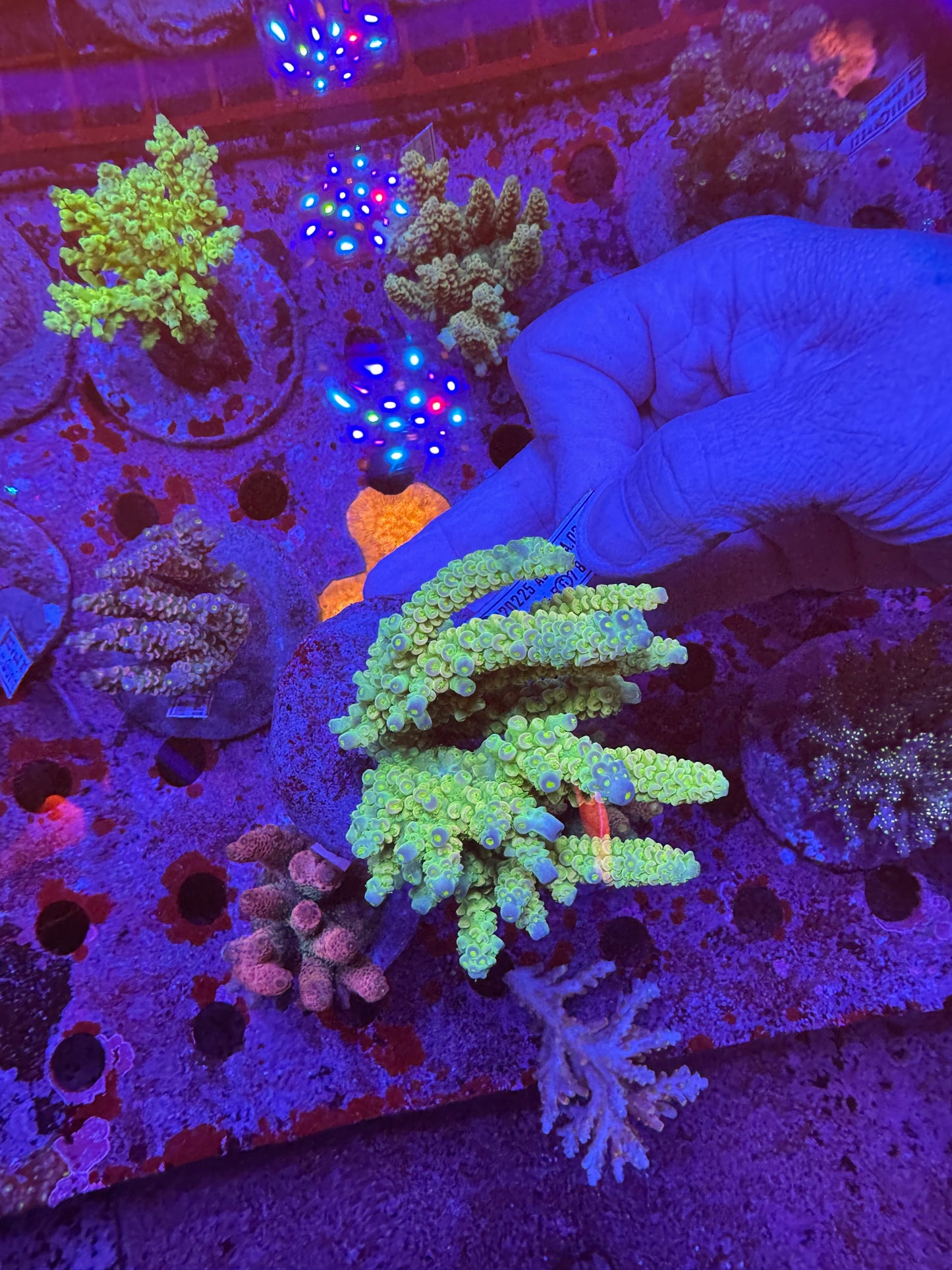 Amazing Sps colonies