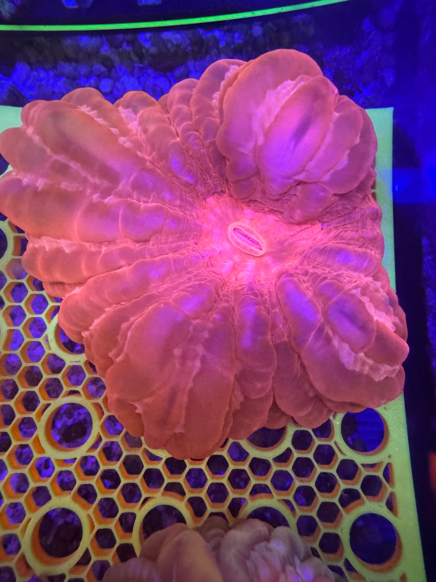 Rare Red cynarina