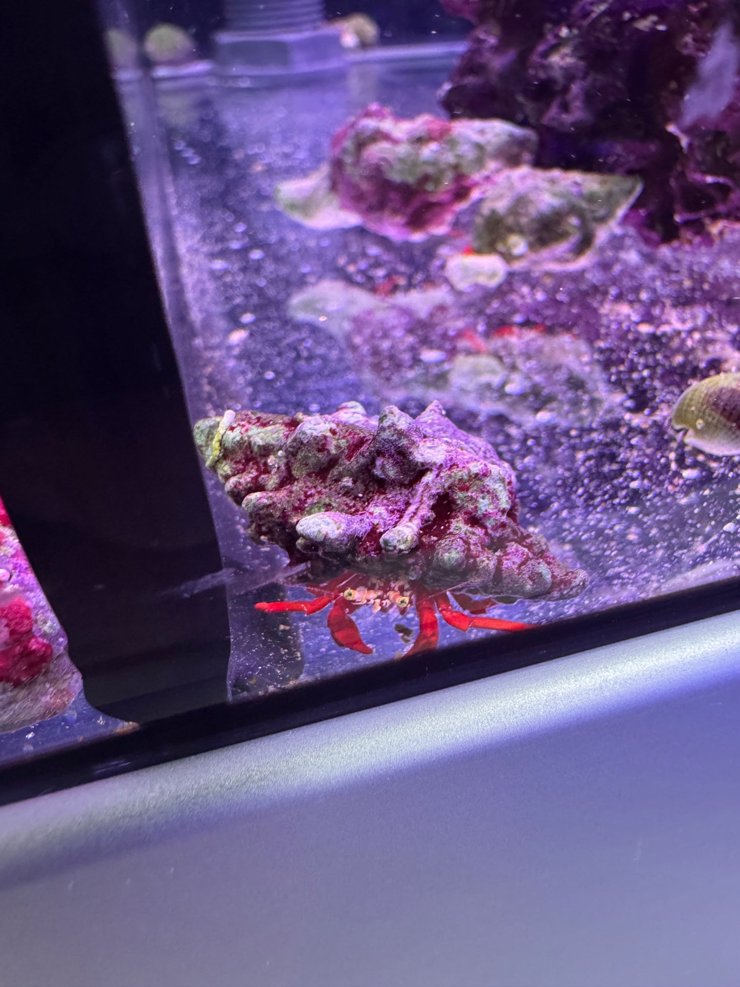 True Red leg hermits