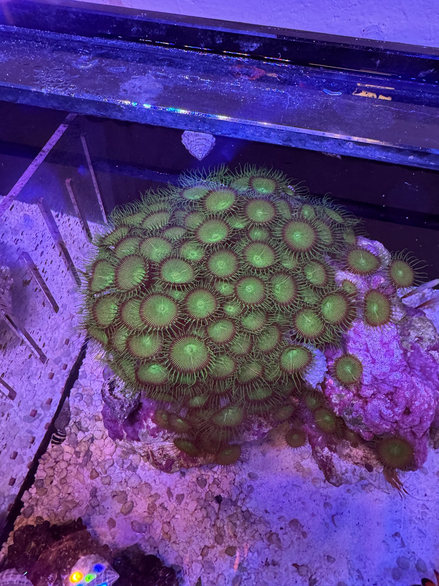 Zoa/paly rock huge