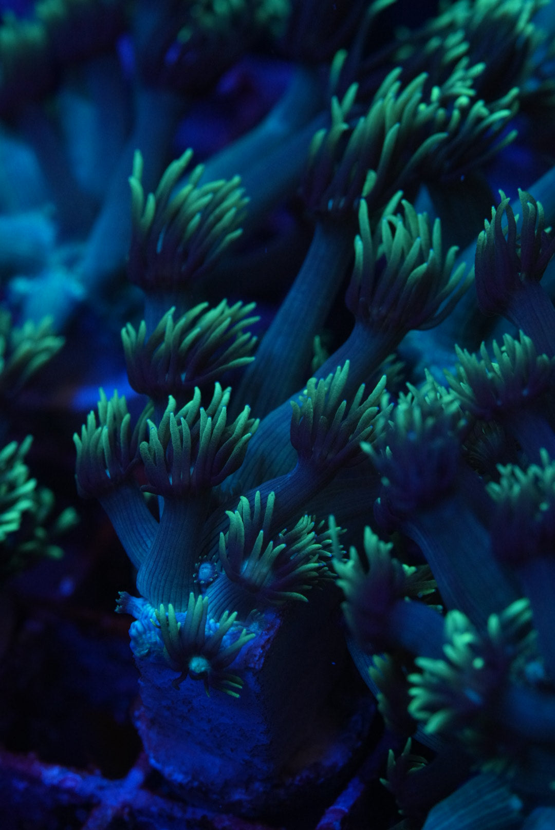 Awesome long stem Goni