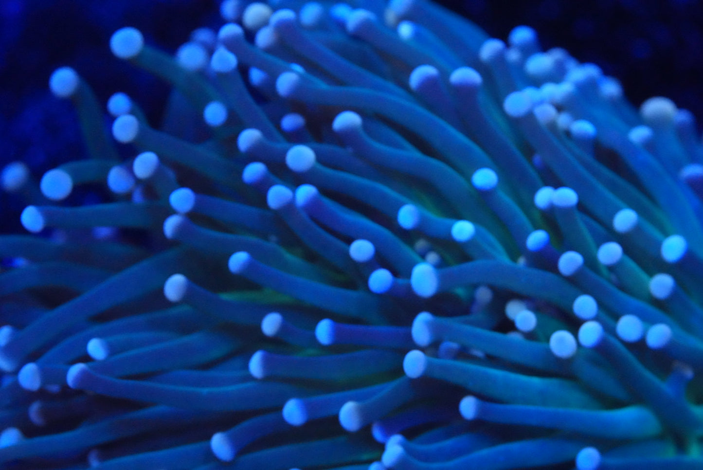 WYSIWYG Torch coral