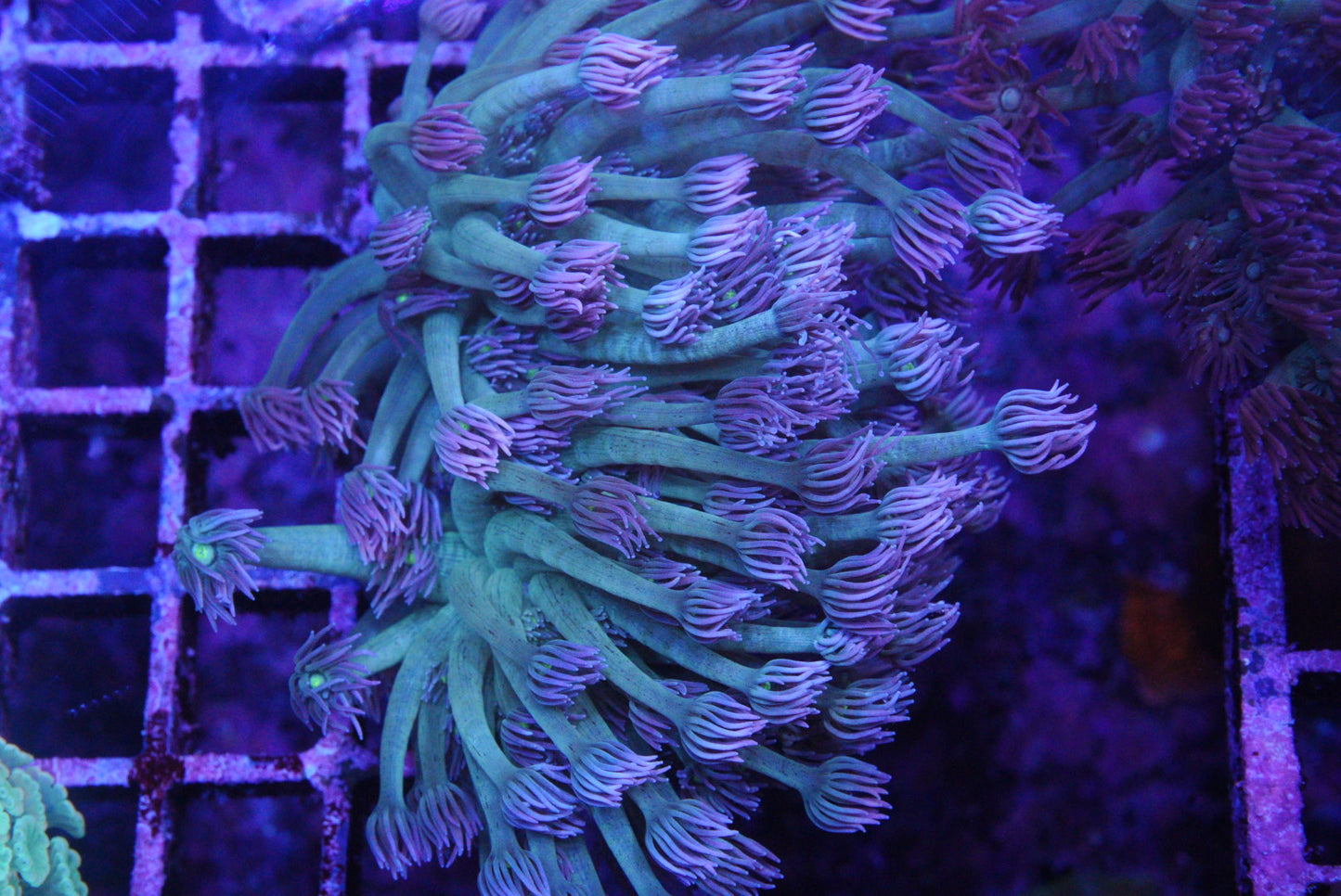 Bi colour goniopora