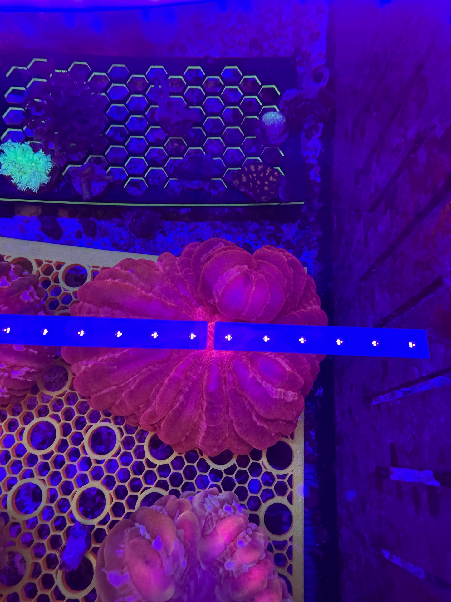 Rare Red cynarina