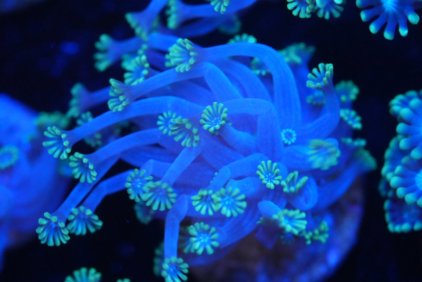 Ultra blue Alveopora