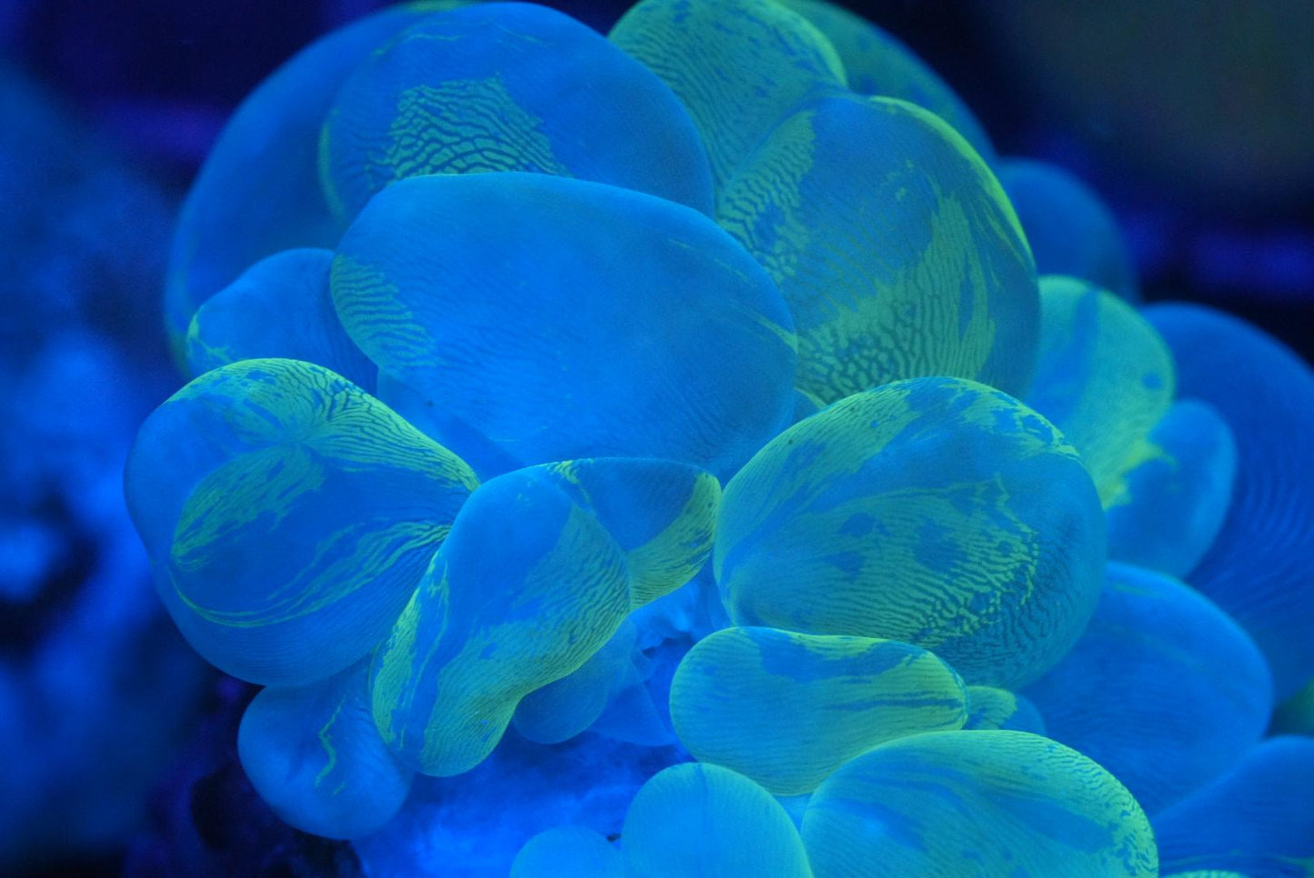 Marble bubble coral