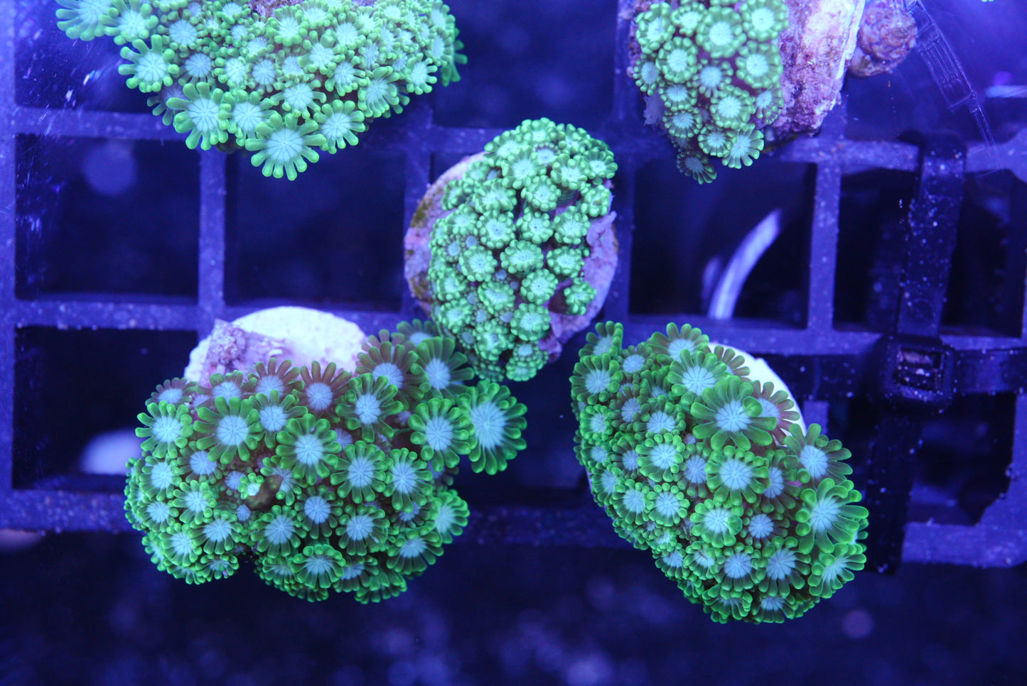 Green alveopora