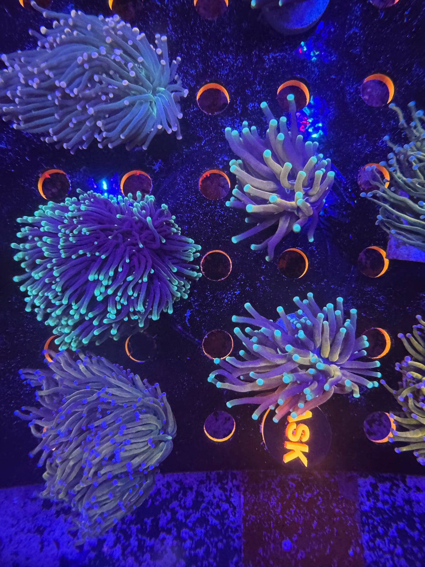 Reverse branching tiger torch