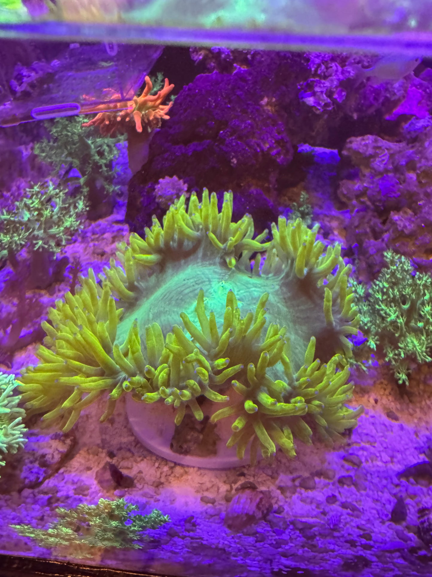 chernobyl elegance