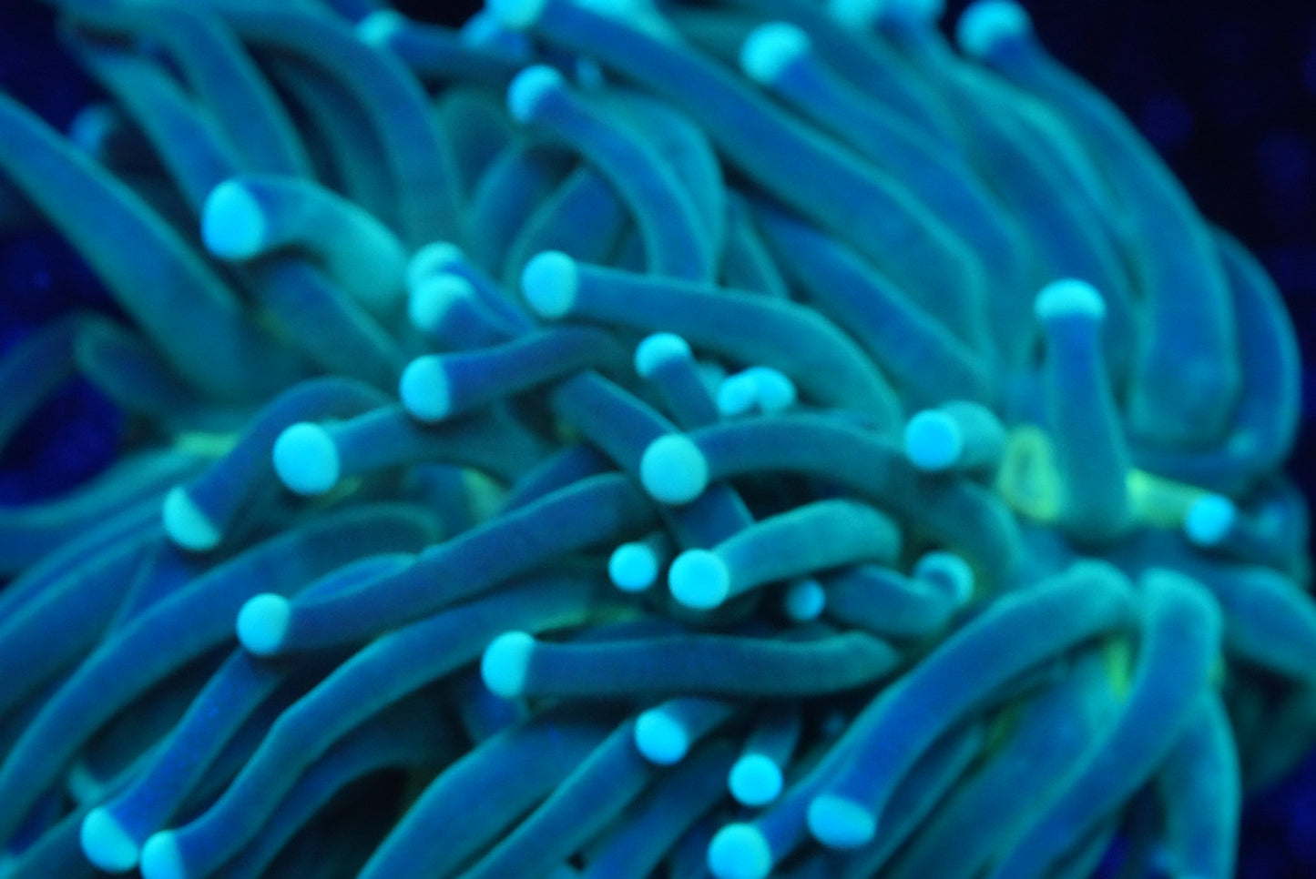 WYSIWYG Torch coral