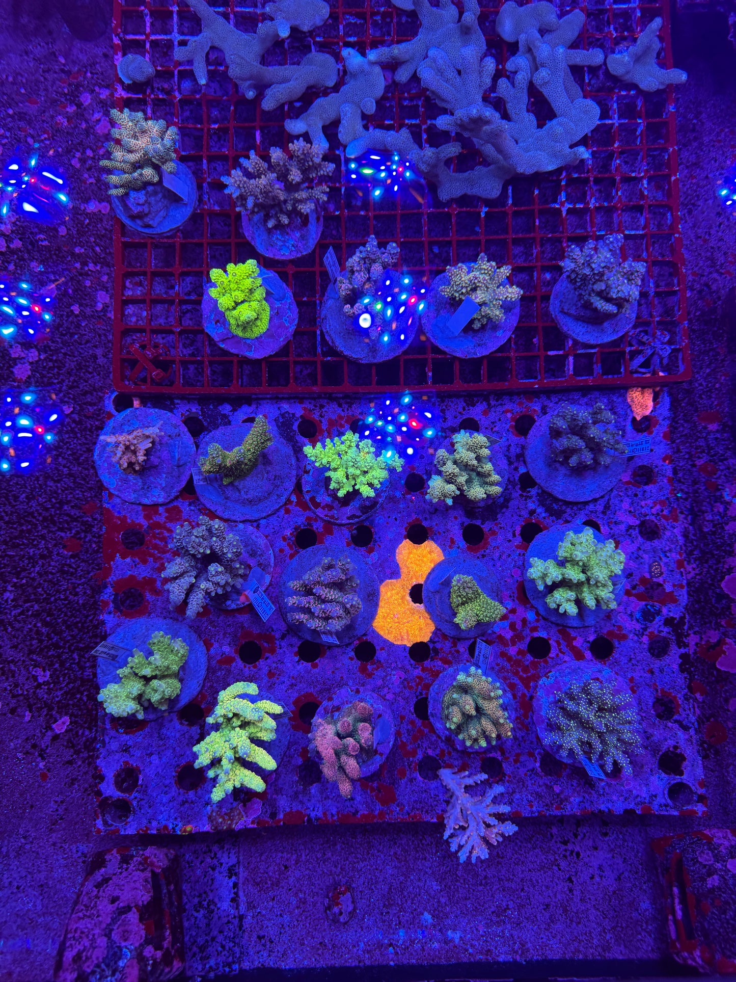 Amazing Sps colonies