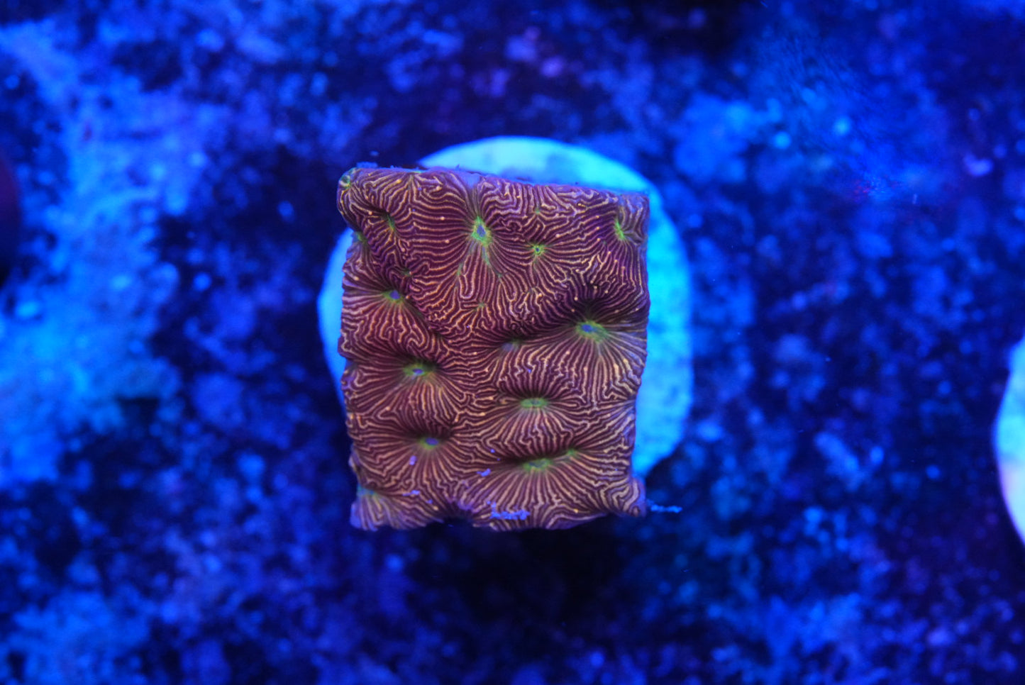 Jack-O-lantern lepto