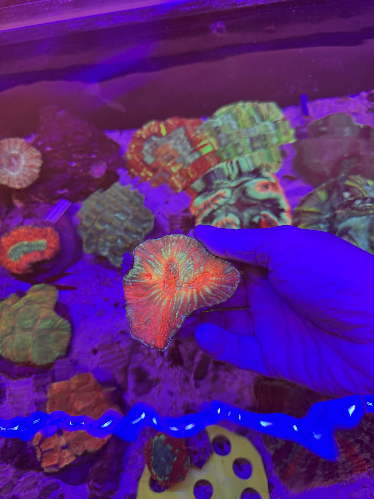 Rainbow Australomussa
