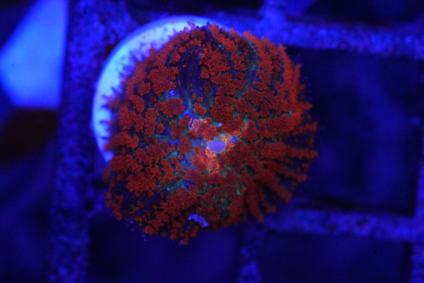 Forest Fire Mushroom