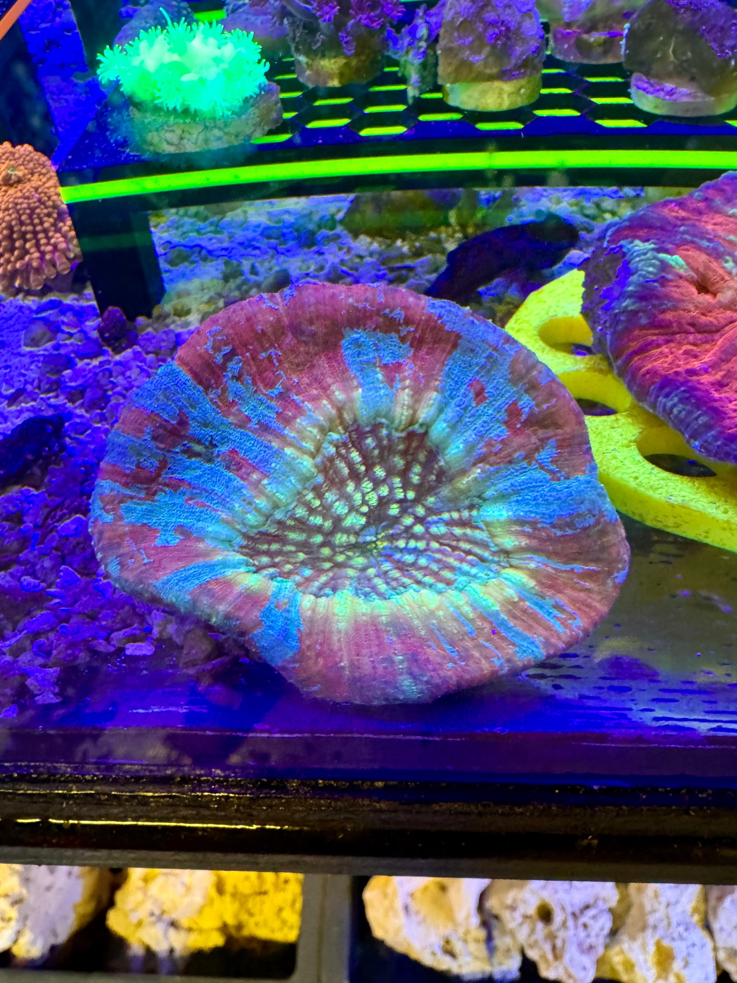 Rainbow Australomussa