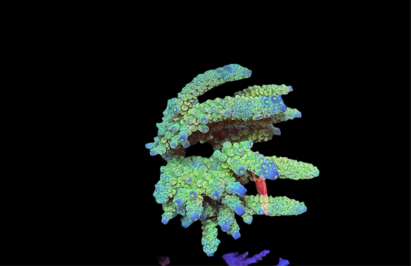 Amazing Sps colonies