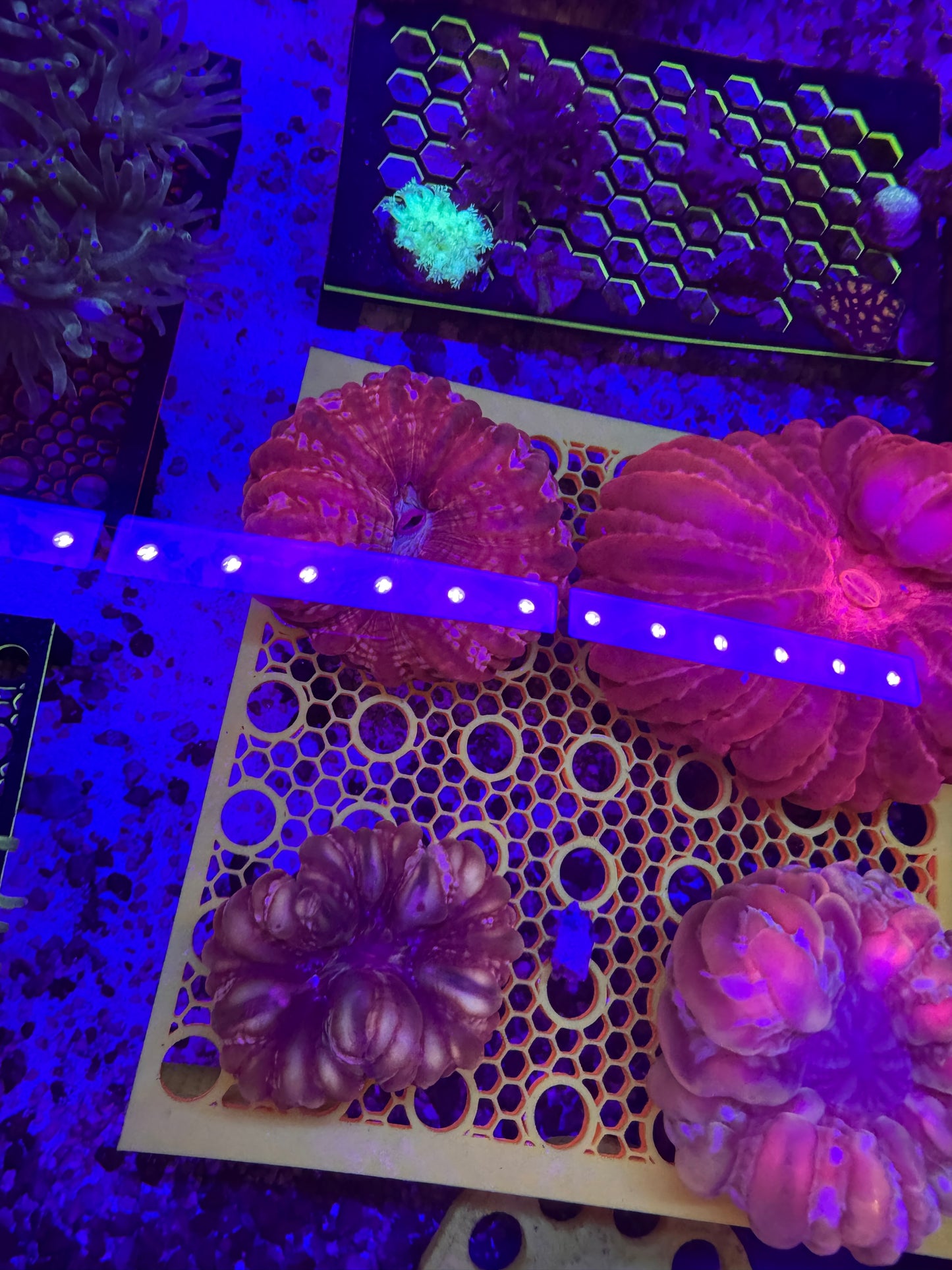 Rare Red cynarina