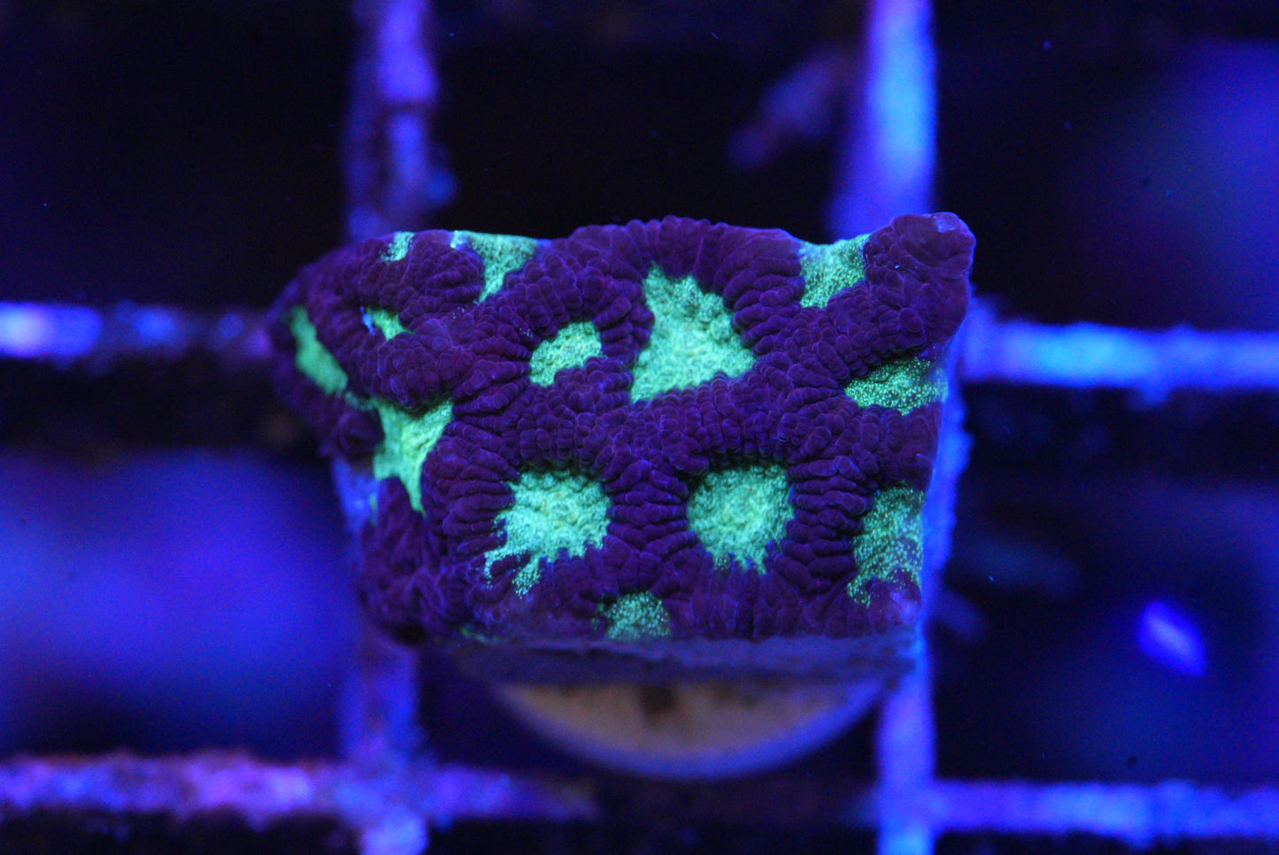 Purple WAR CORAL FAVIA