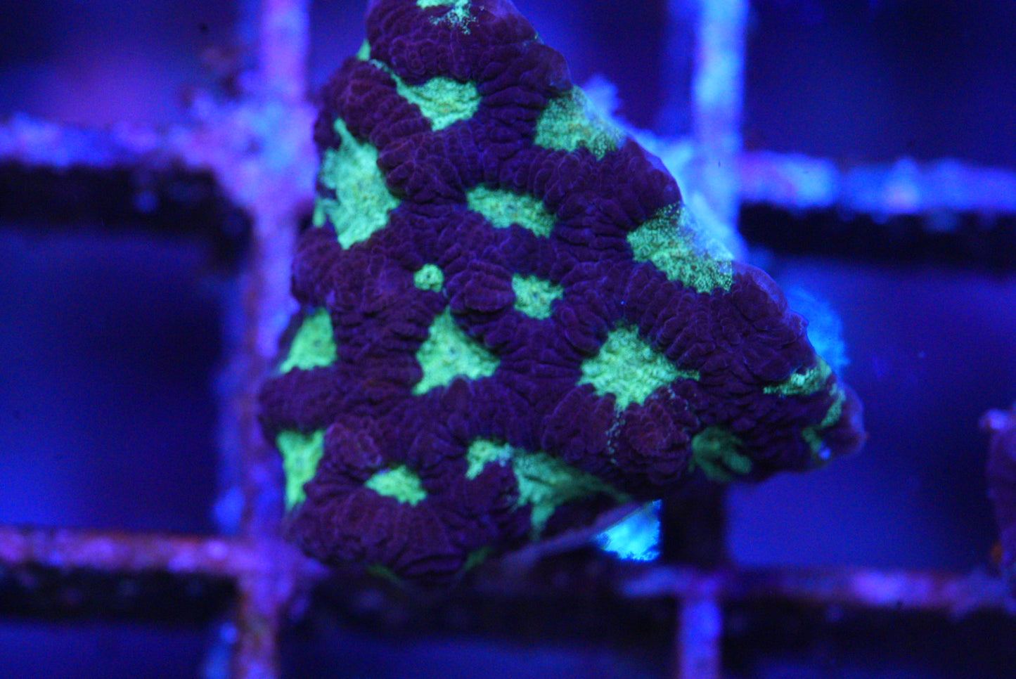 Purple WAR CORAL FAVIA