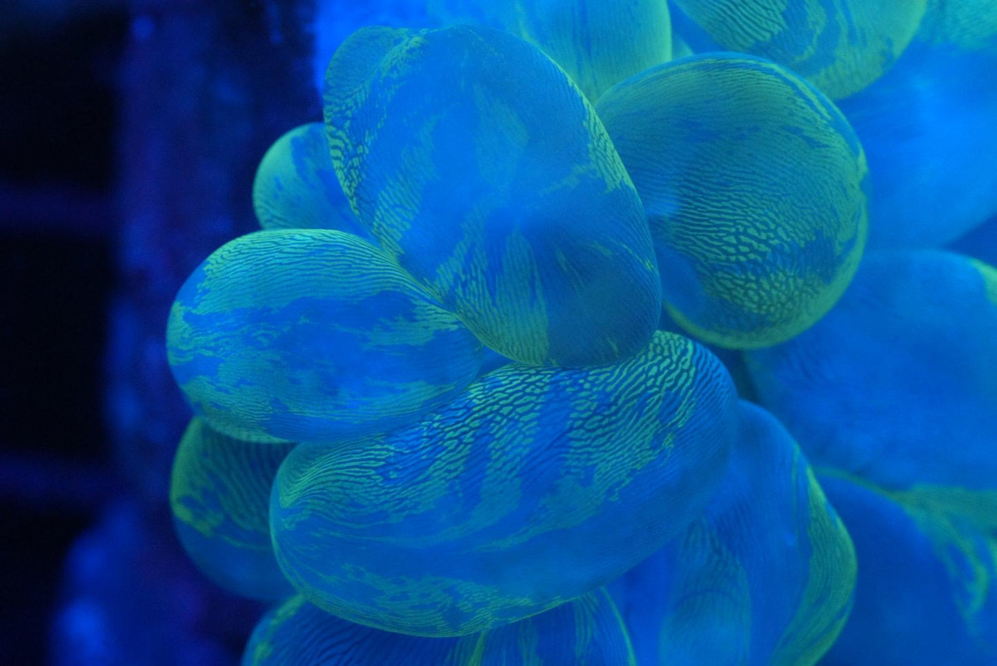 Marble bubble coral