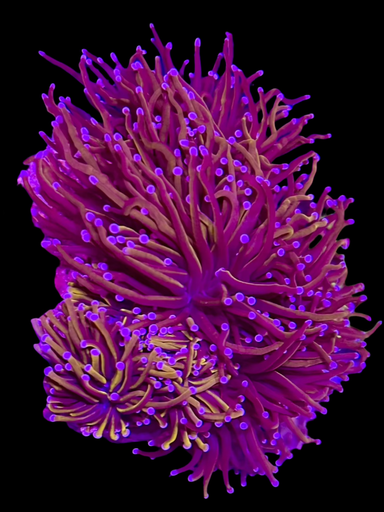 Indo Gold torch coral 2 heads Reeffreaks