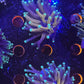 Reverse branching tiger torch