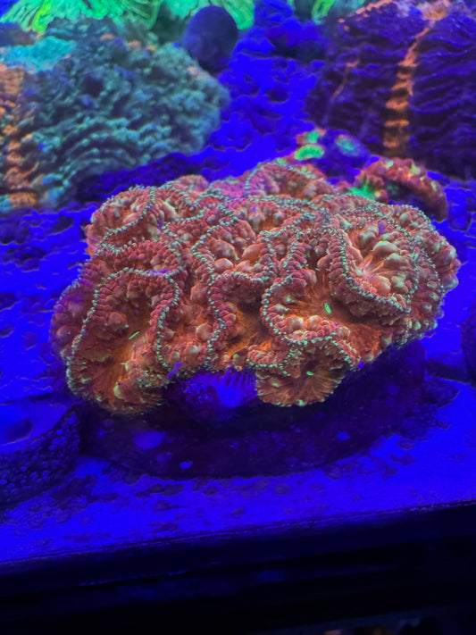 Amazing blasto colonies 😍