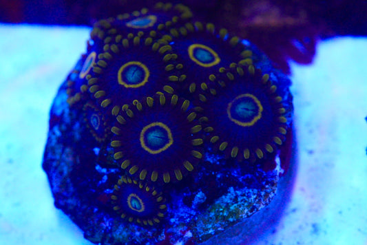 BLUE HORNETS