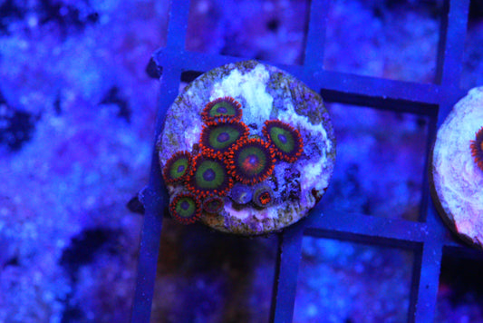 FRUIT LOOPS