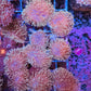 Toadstool coral