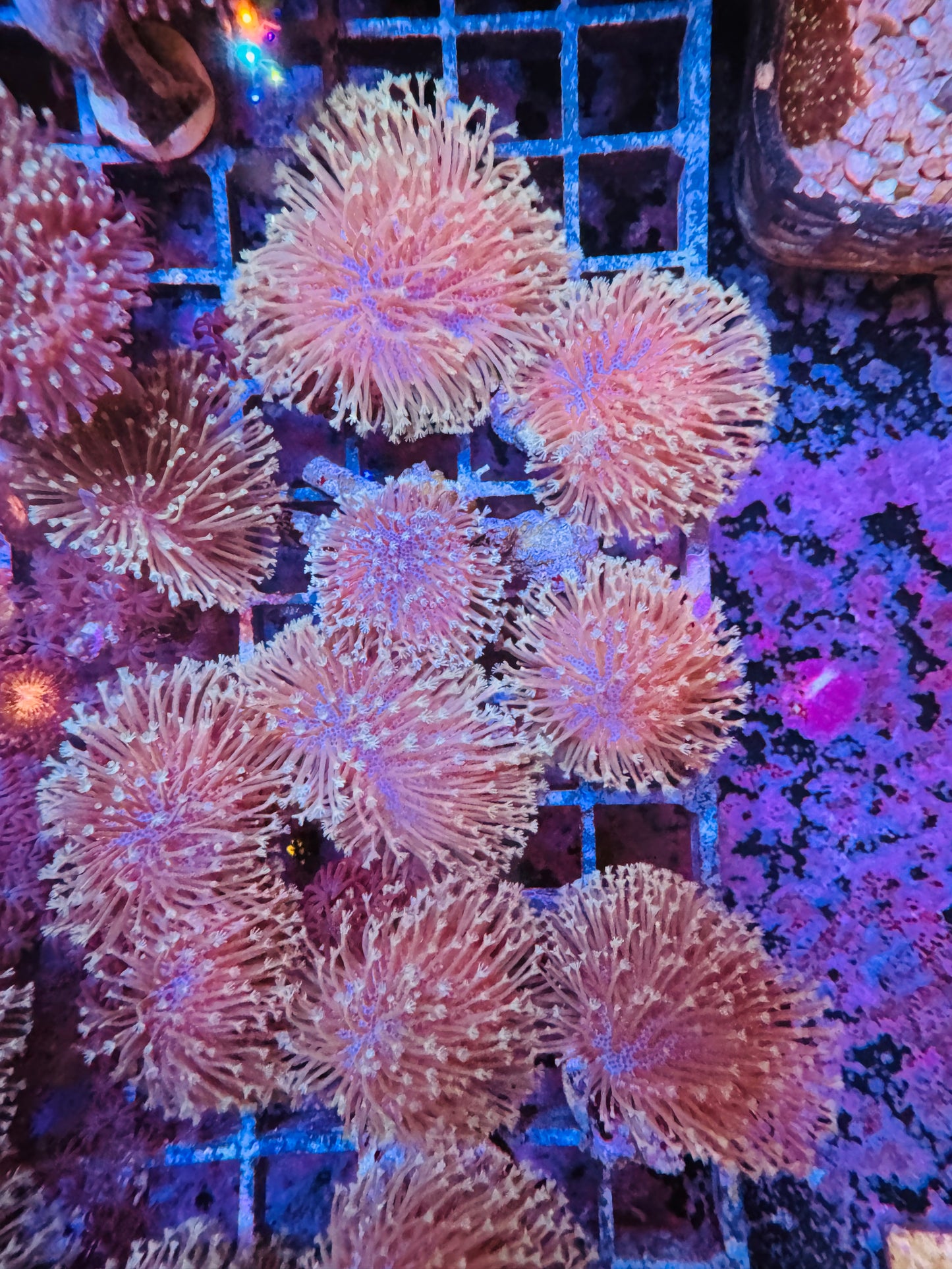Toadstool coral