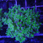 Frogspawn