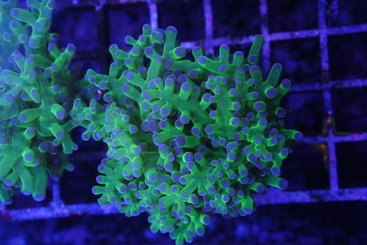 Frogspawn