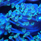 Ultra blue Alveopora