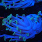 Ultra blue Alveopora