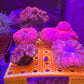 Rare Red cynarina