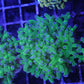 Frogspawn