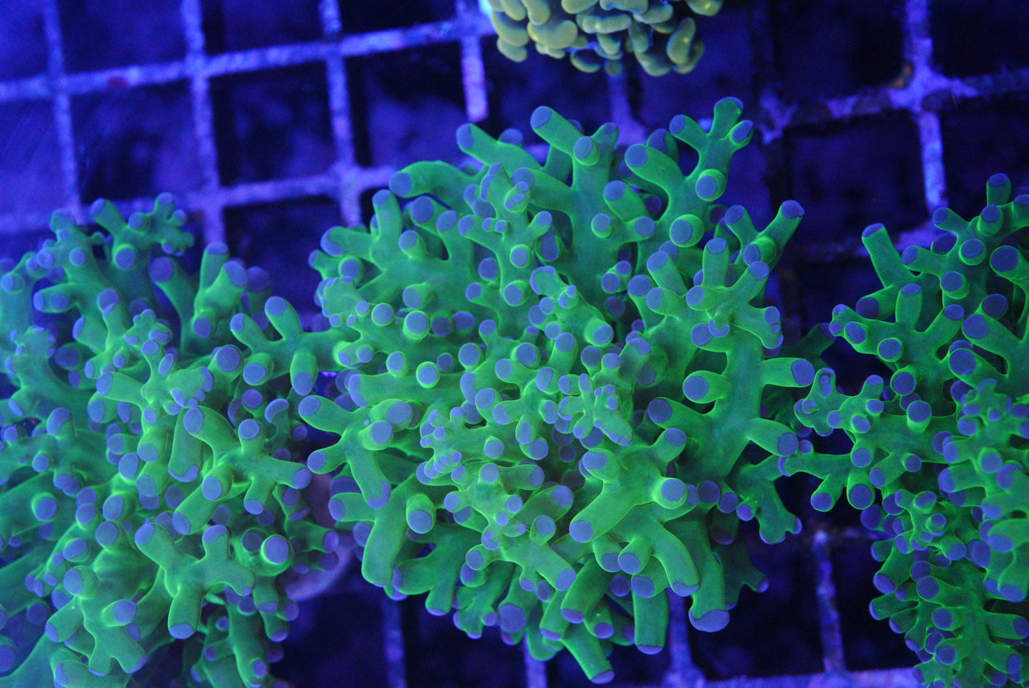 Frogspawn