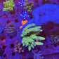 Amazing Sps colonies