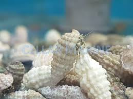 White hermit ( algae eater )
