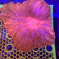 Rare Red cynarina
