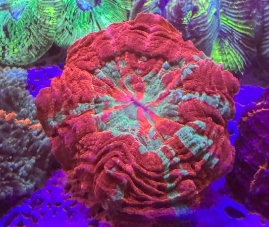 ACANTHOS RARE