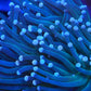 WYSIWYG Torch coral