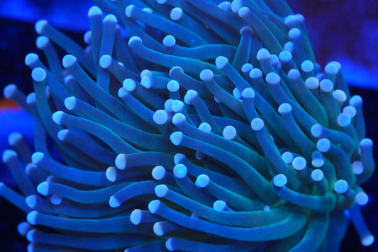 WYSIWYG Torch coral